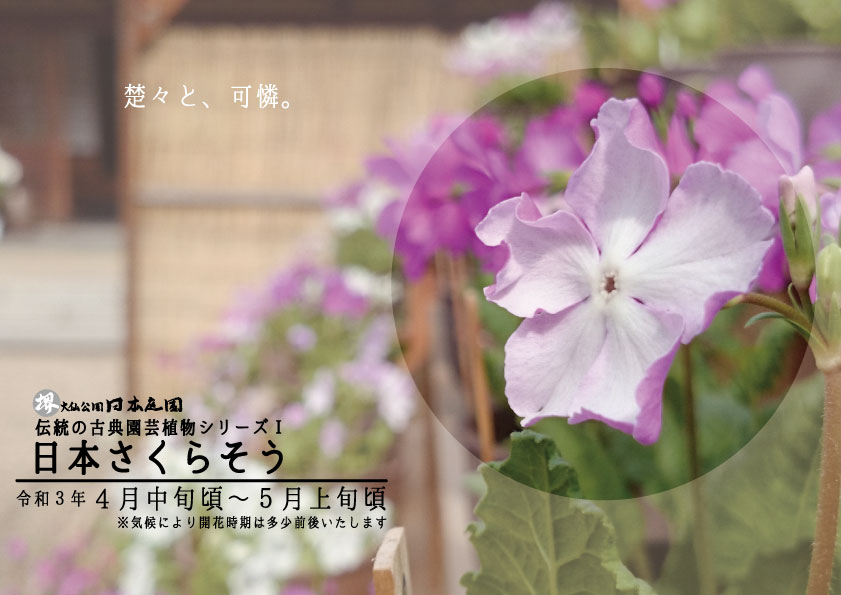 21年 伝統の古典園芸シリーズ 日本さくらそう展 大仙公園日本庭園イベント