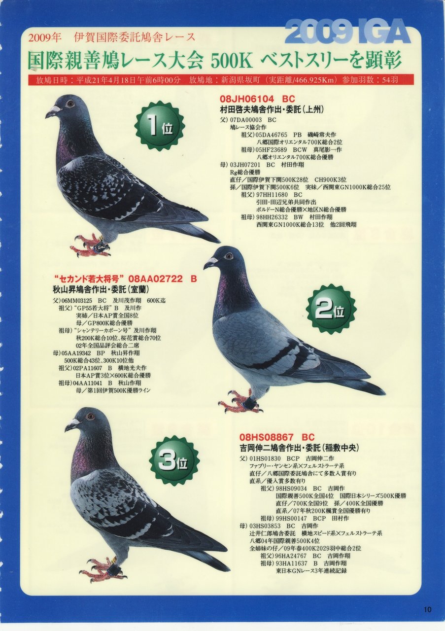 レース鳩 本日から ブログを始めますので 皆様 宜しくお願い致します 千葉東の空で戦う 我が家のレース鳩達