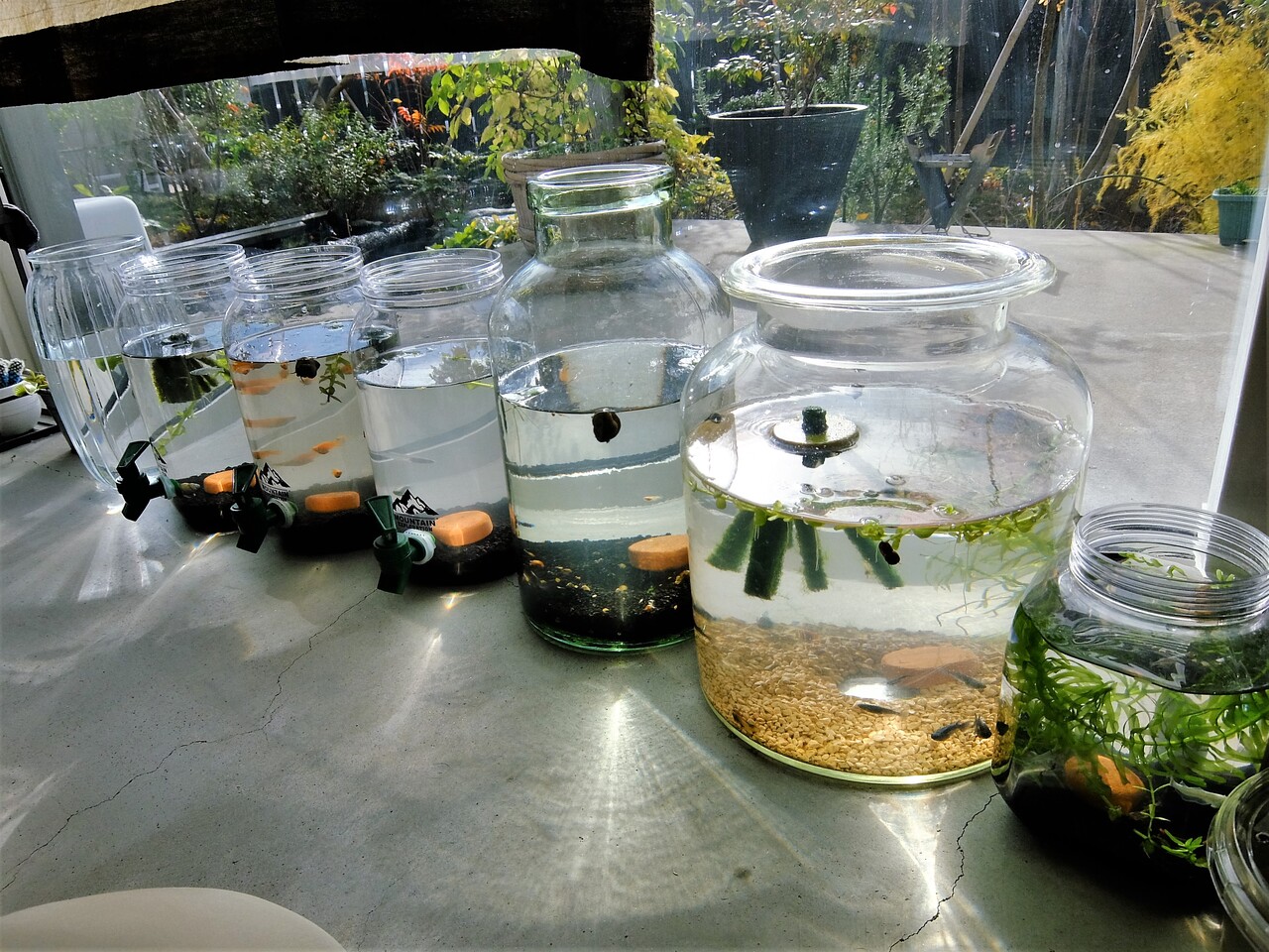 メダカの四季 冬の孵化 新潟 地酒の都屋 日本人で良かったブログ