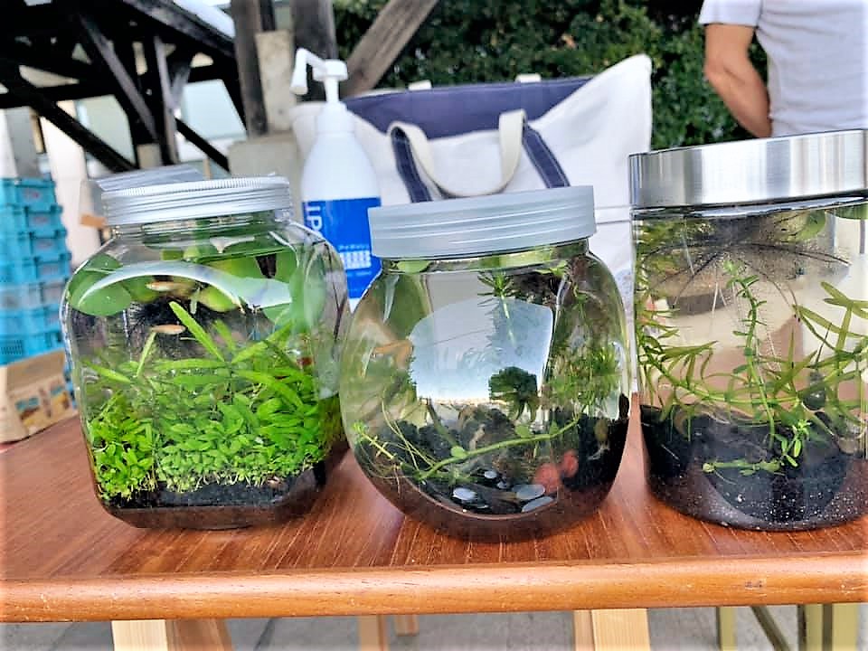 メダカの四季 冬の孵化 新潟 地酒の都屋 日本人で良かったブログ