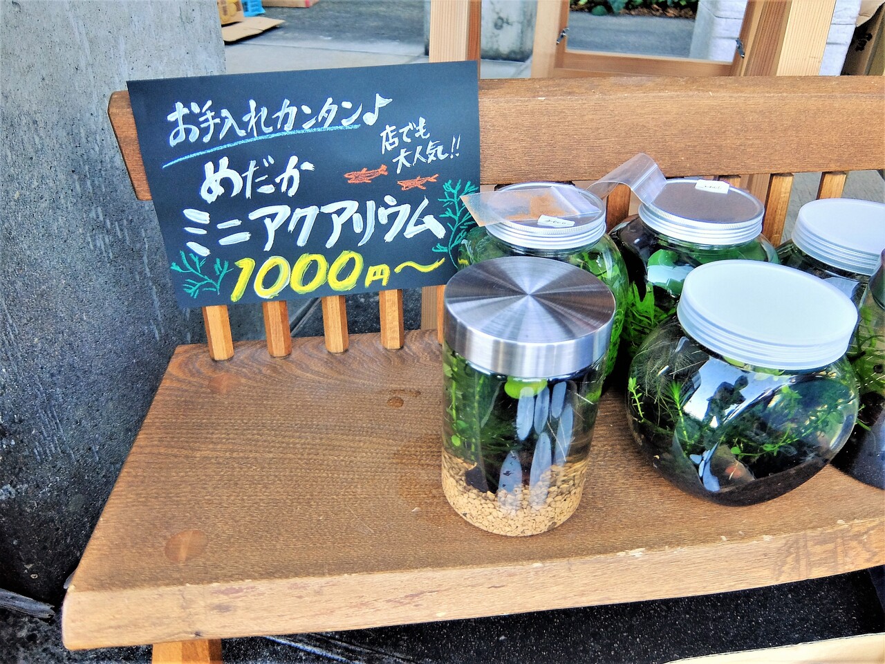 メダカの四季 冬の孵化 新潟 地酒の都屋 日本人で良かったブログ