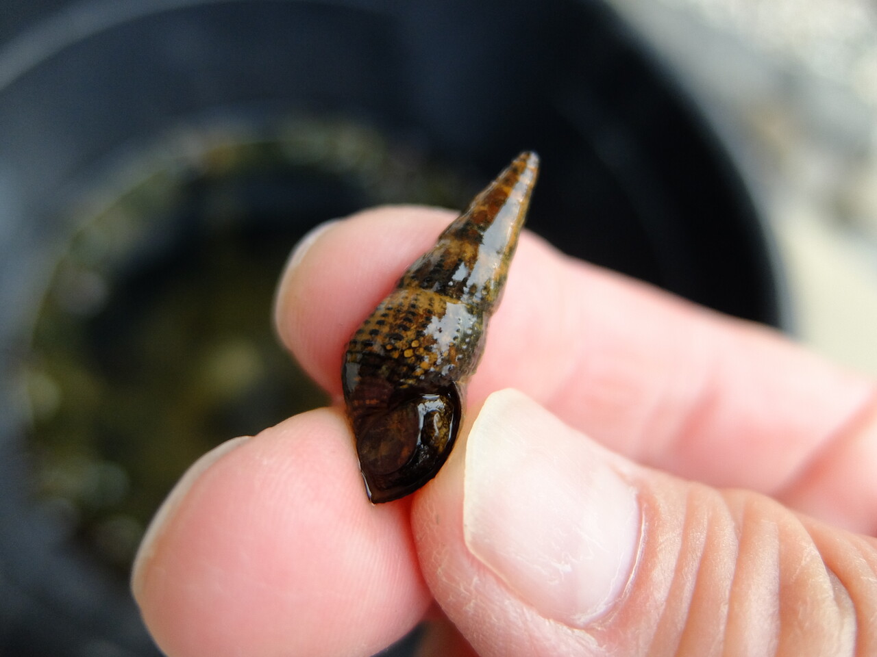 メダカの四季 メダカアクアリウム出荷まで 新潟 地酒の都屋 日本人で良かったブログ メダカの四季 メダカアクアリウム出荷まで 新潟 地酒の都屋 日本人で良かったブログ
