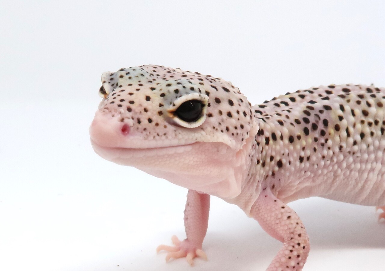 ヒョウモントカゲモドキ品種図鑑 = LEOPARD GECKO Morph B… ヒョウモントカゲモドキ品種図鑑 | 株式会社誠文堂新光社