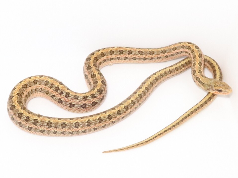 ブルーバロン来ました！！あとはマニアックなナミヘビとか🐍 : 爬虫類