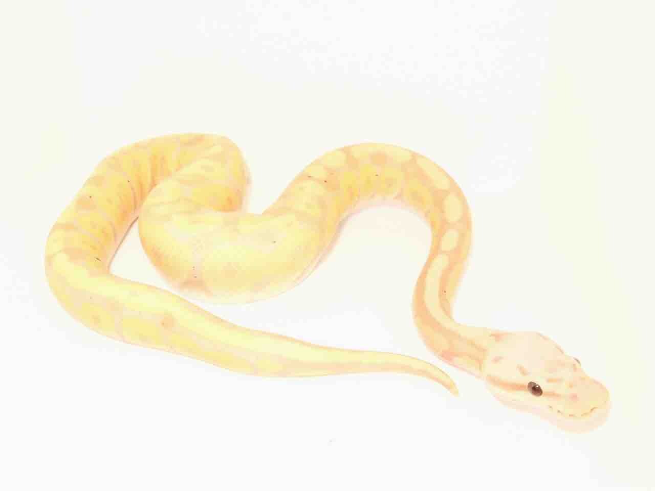 ボールパイソン在庫紹介 爬虫類クラブj新潟店