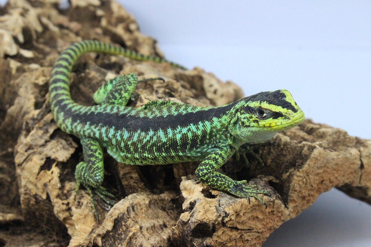 【No.240】ブルーグリーングラデーション トカゲ ヤモリ レオパ No.240】ブルーグリーングラデーション トカゲ ヤモリ レオパ