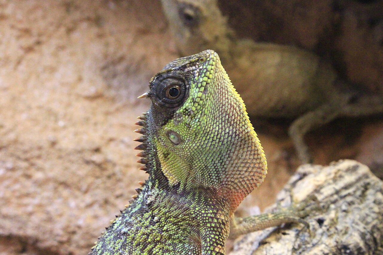 新入荷】個性豊かなトカゲたち : 爬虫類クラブJ新潟店