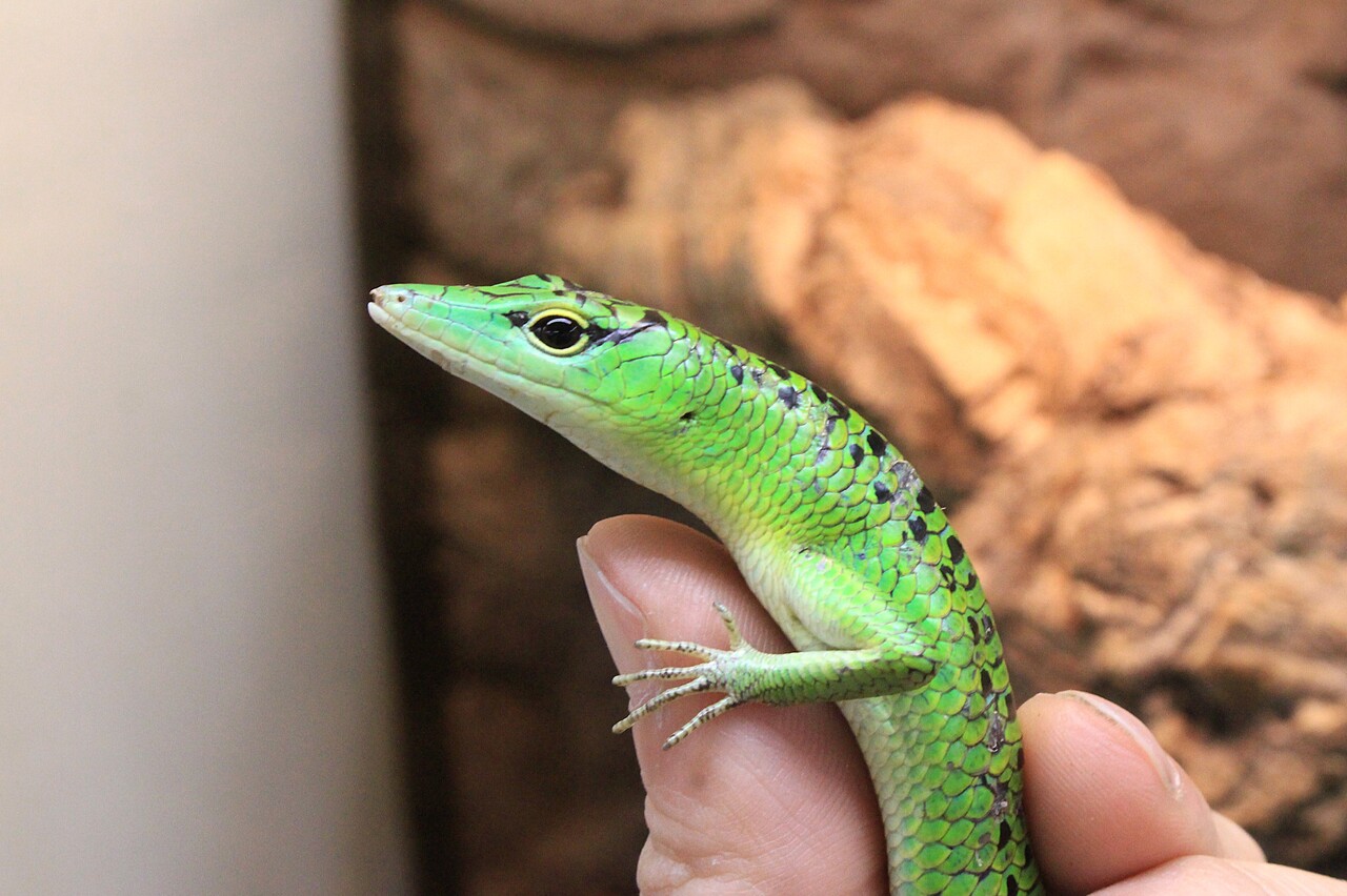 新入荷】個性豊かなトカゲたち : 爬虫類クラブJ新潟店