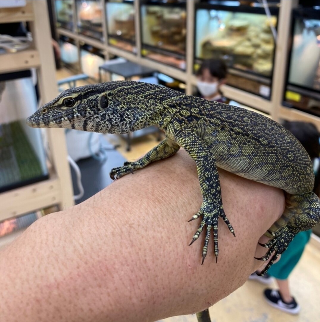 新入荷 イベント情報 爬虫類クラブj新潟店