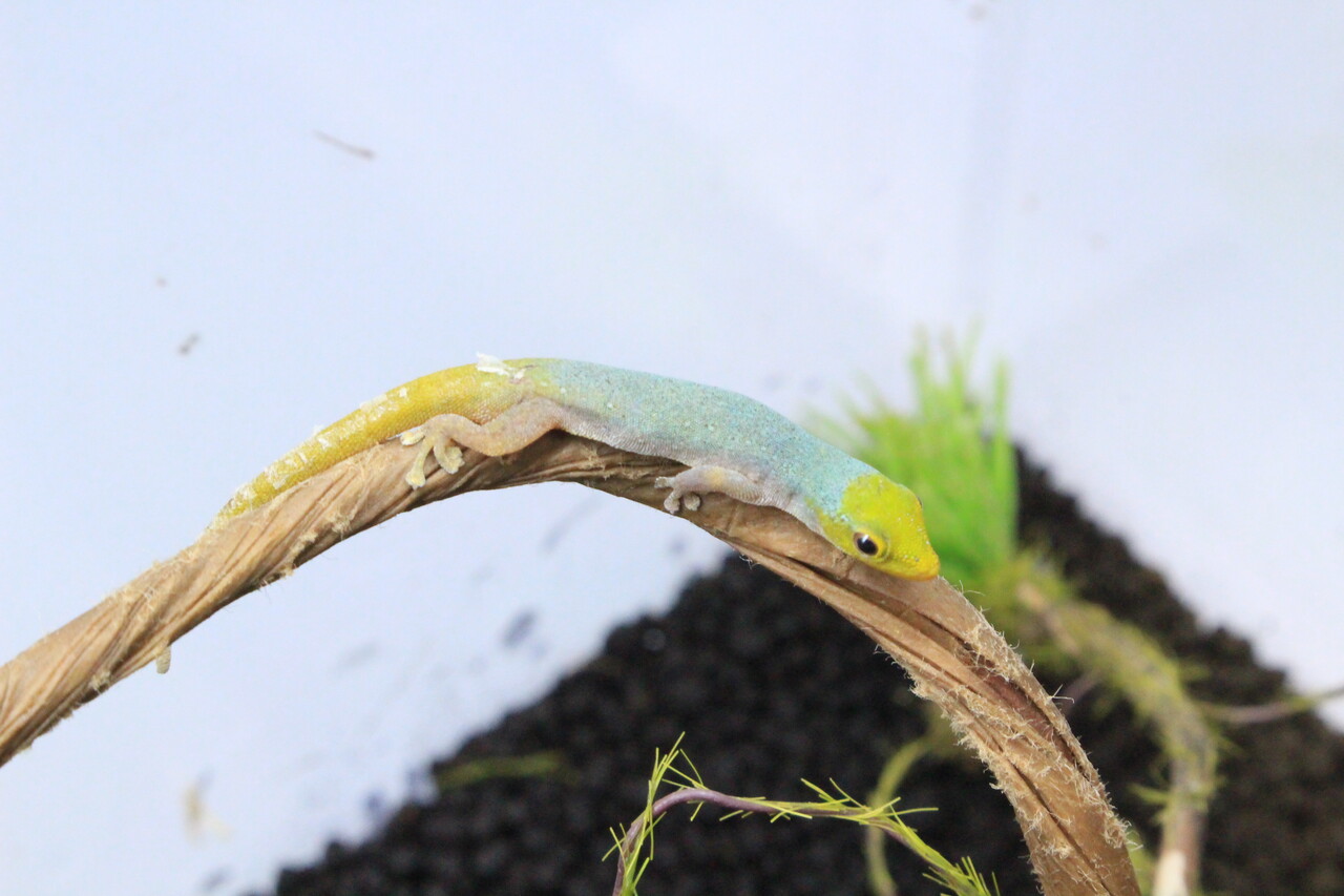 新入荷】緑のヤモリと黒のヤモリ : 爬虫類クラブJ新潟店