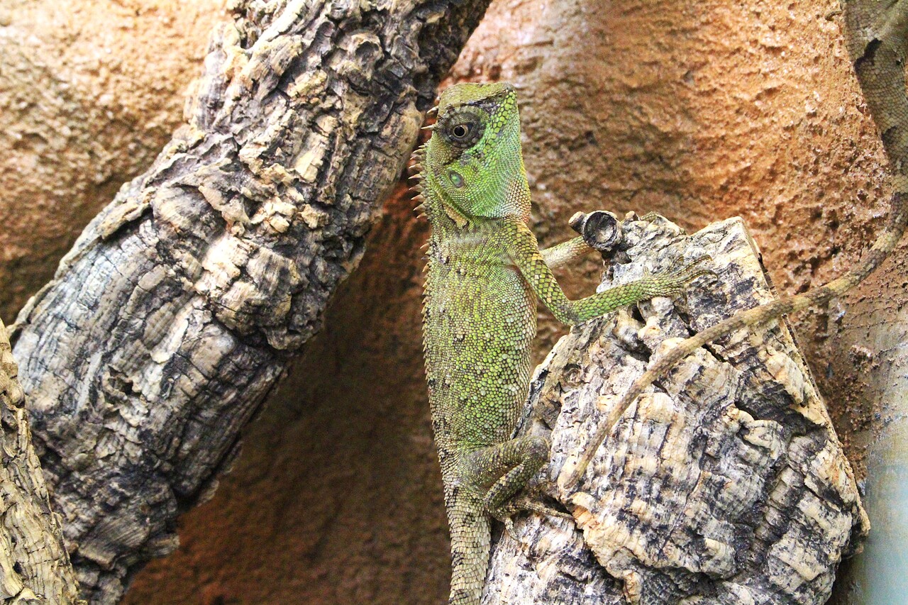 とかげ 新入荷】個性豊かなトカゲたち : 爬虫類クラブJ新潟店