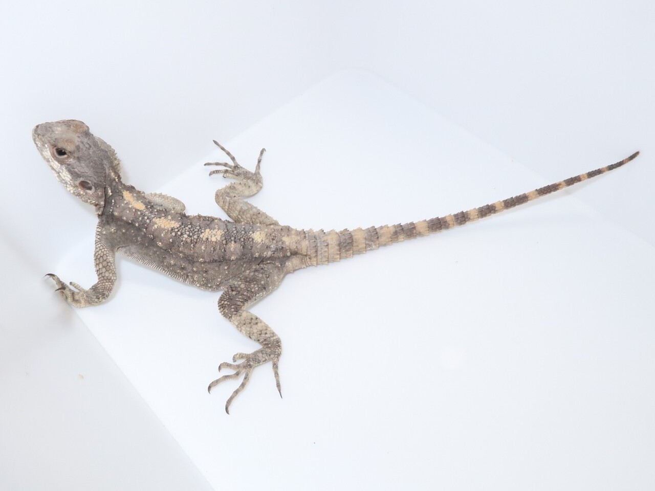 エジプト便大当たり年!! : 爬虫類クラブJ新潟店 エジプト便大当たり年!! : 爬虫類クラブJ新潟店