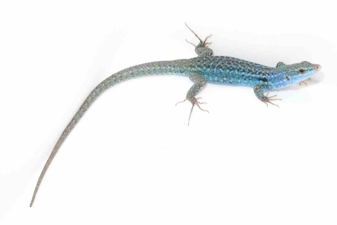 在庫紹介！カナヘビ！！ : 爬虫類クラブJ新潟店