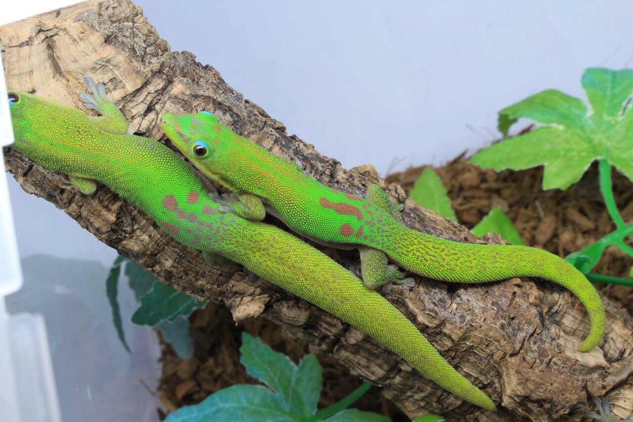 新入荷】緑のヤモリと黒のヤモリ : 爬虫類クラブJ新潟店