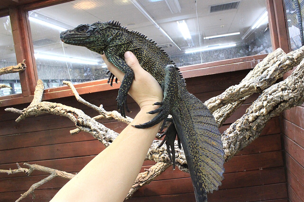 トカゲ 新入荷】個性豊かなトカゲたち : 爬虫類クラブJ新潟店