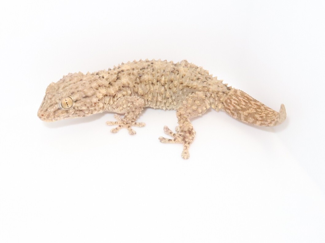 タイ お守り 2頭・9尾のトカゲ ヤモリ 現地購入 プラクルアン