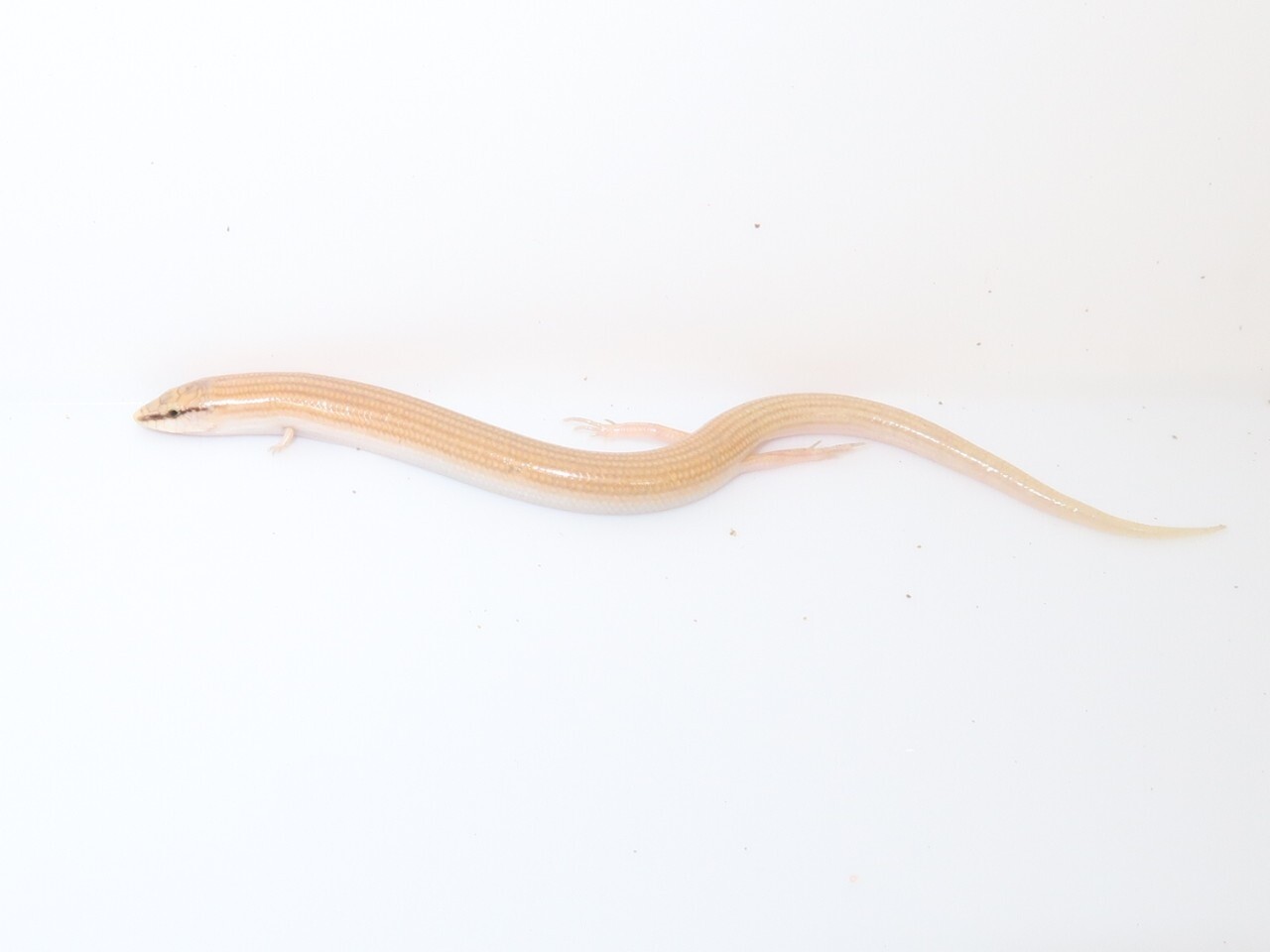 エジプト便大当たり年!! : 爬虫類クラブJ新潟店 エジプト便大当たり年!! : 爬虫類クラブJ新潟店