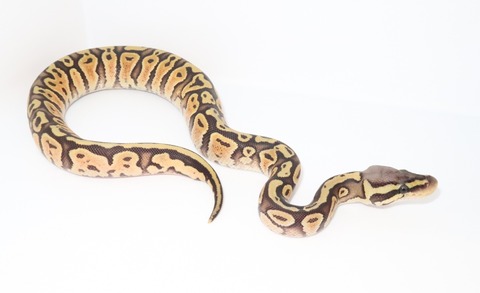 20241205130846_IMG_5063~3