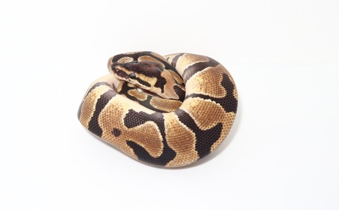 20241205150116_IMG_5136~2