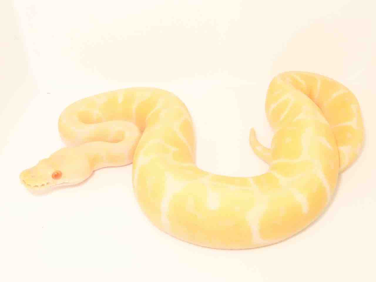 ボールパイソン在庫紹介！ : 爬虫類クラブJ新潟店