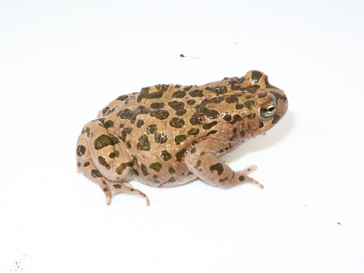 エジプト便大当たり年!! : 爬虫類クラブJ新潟店 エジプト便大当たり年!! : 爬虫類クラブJ新潟店