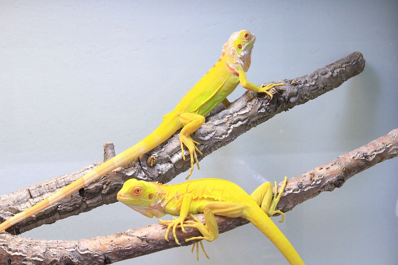 新入荷】個性豊かなトカゲたち : 爬虫類クラブJ新潟店