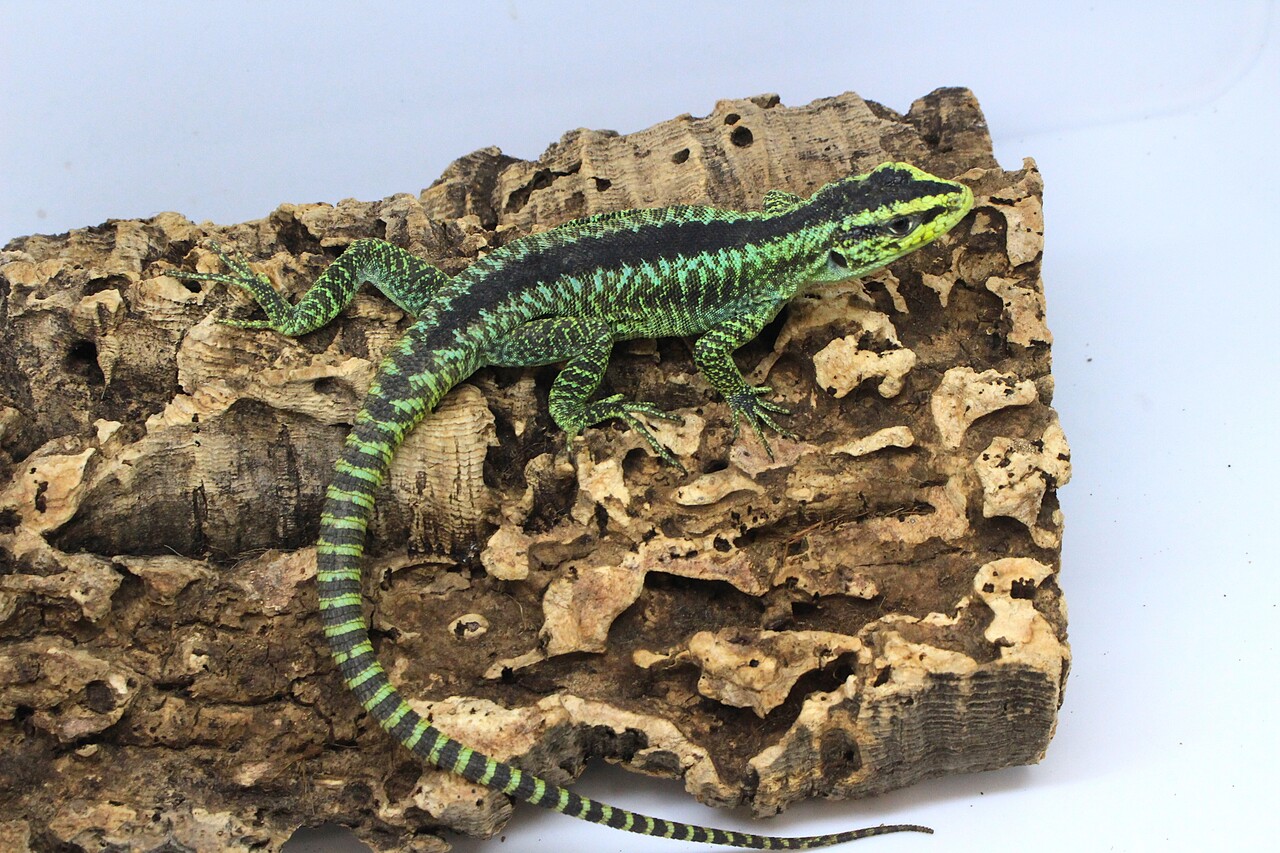 クラゲ様　制作代行確認ページ 三鷹中央防災公園・元気創造プラザ 講座申込システム