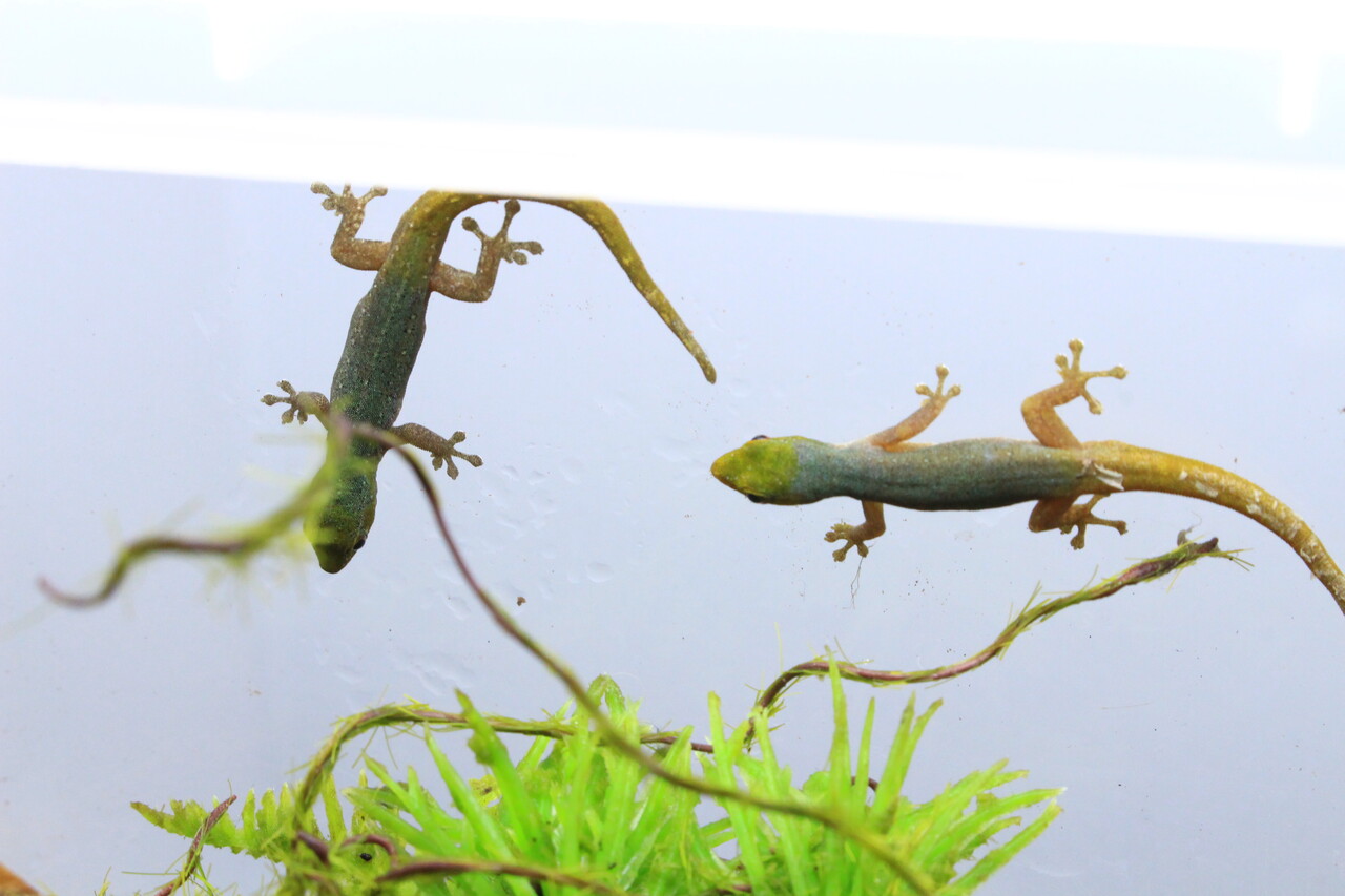 新入荷】緑のヤモリと黒のヤモリ : 爬虫類クラブJ新潟店