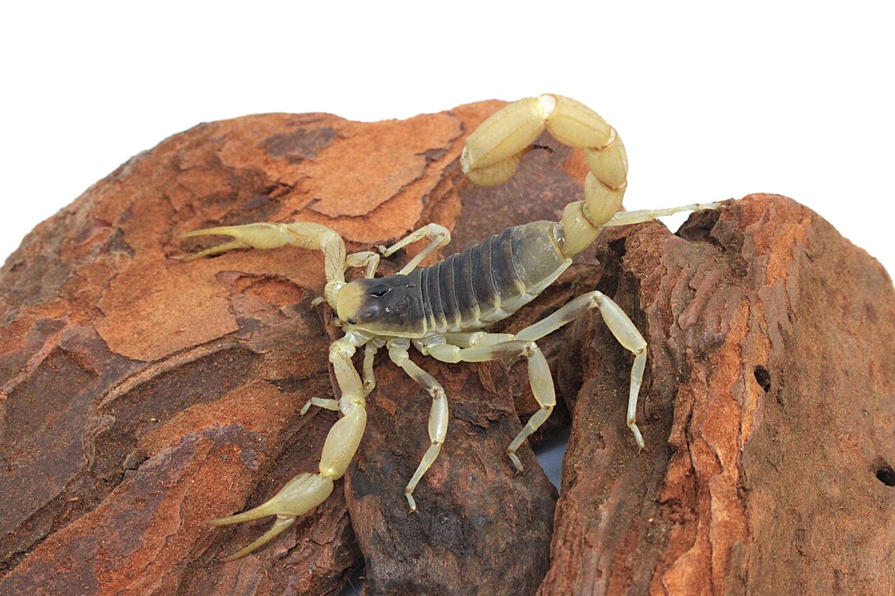 【新入荷】サソリ4種!~今週末はサービスデー~ : 爬虫類クラブJ新潟店
