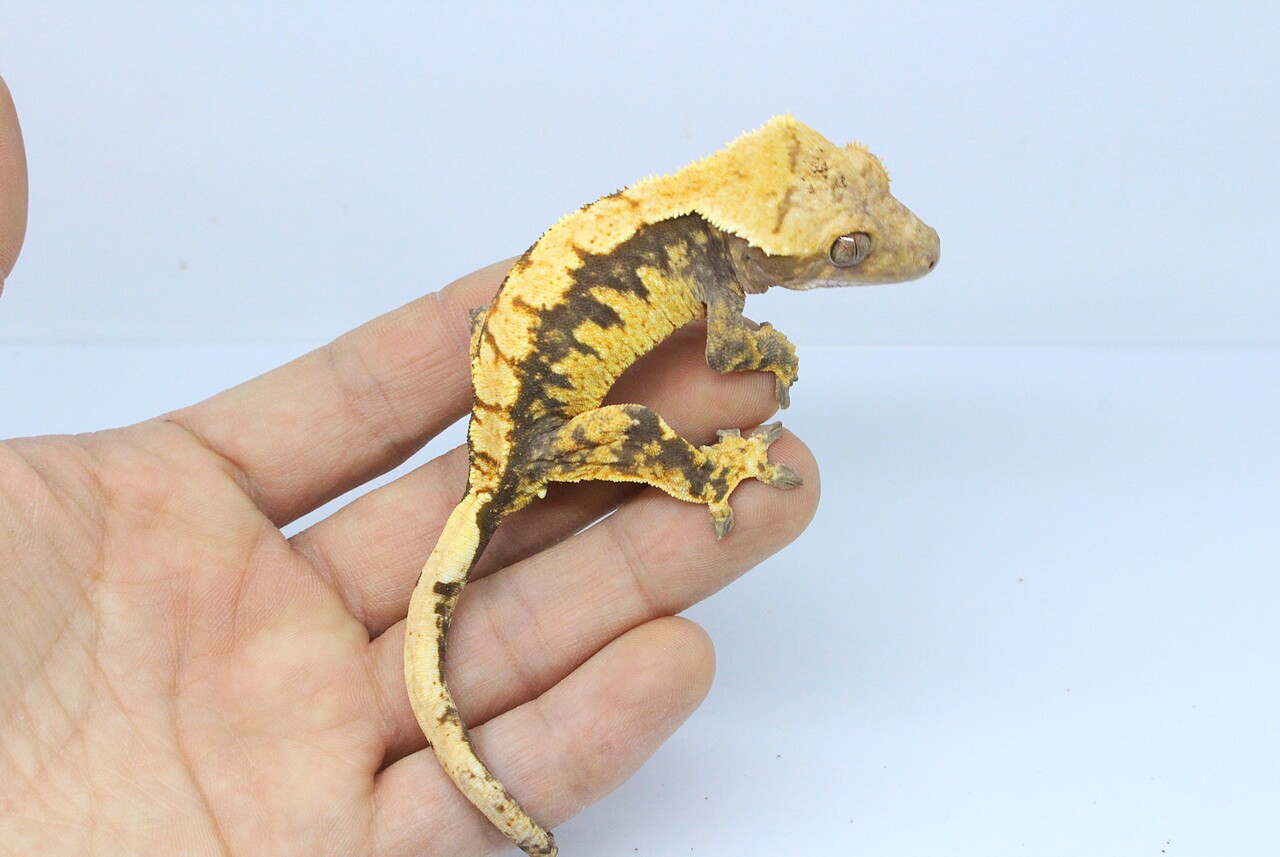 新入荷】クレステッドゲッコー : 爬虫類クラブJ新潟店