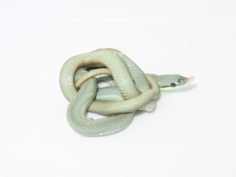 ブルーバロン来ました！！あとはマニアックなナミヘビとか🐍 : 爬虫類