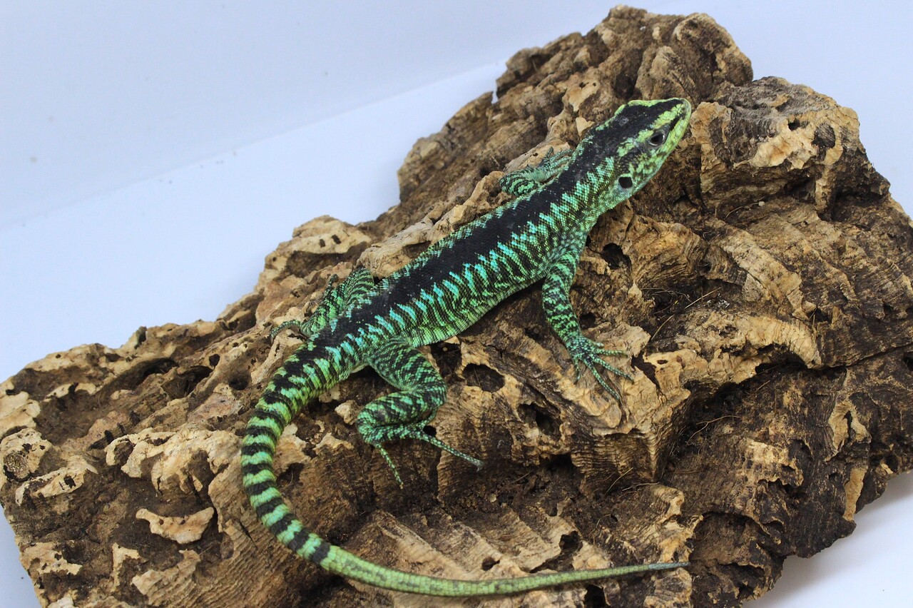 新入荷】国内初入荷!?のトカゲ : 爬虫類クラブJ新潟店