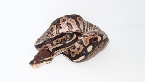 20241205125006_IMG_5031~2