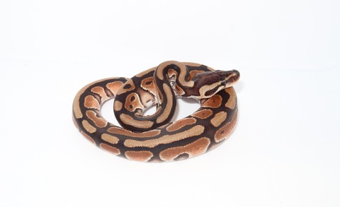 20241205131041_IMG_5066~2