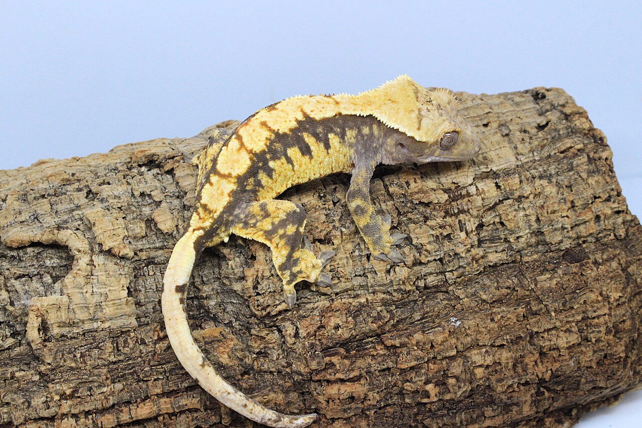 新入荷】クレステッドゲッコー : 爬虫類クラブJ新潟店