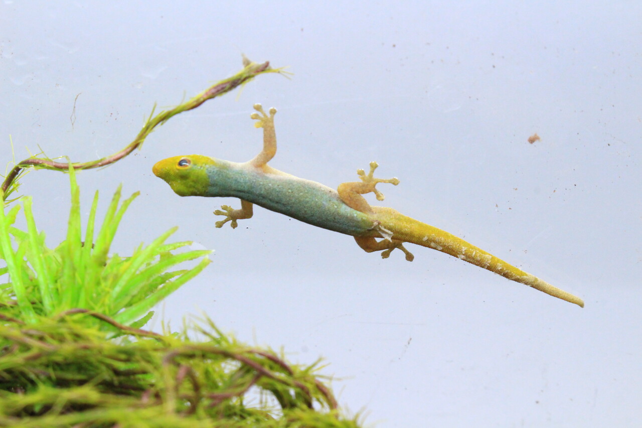 新入荷】緑のヤモリと黒のヤモリ : 爬虫類クラブJ新潟店