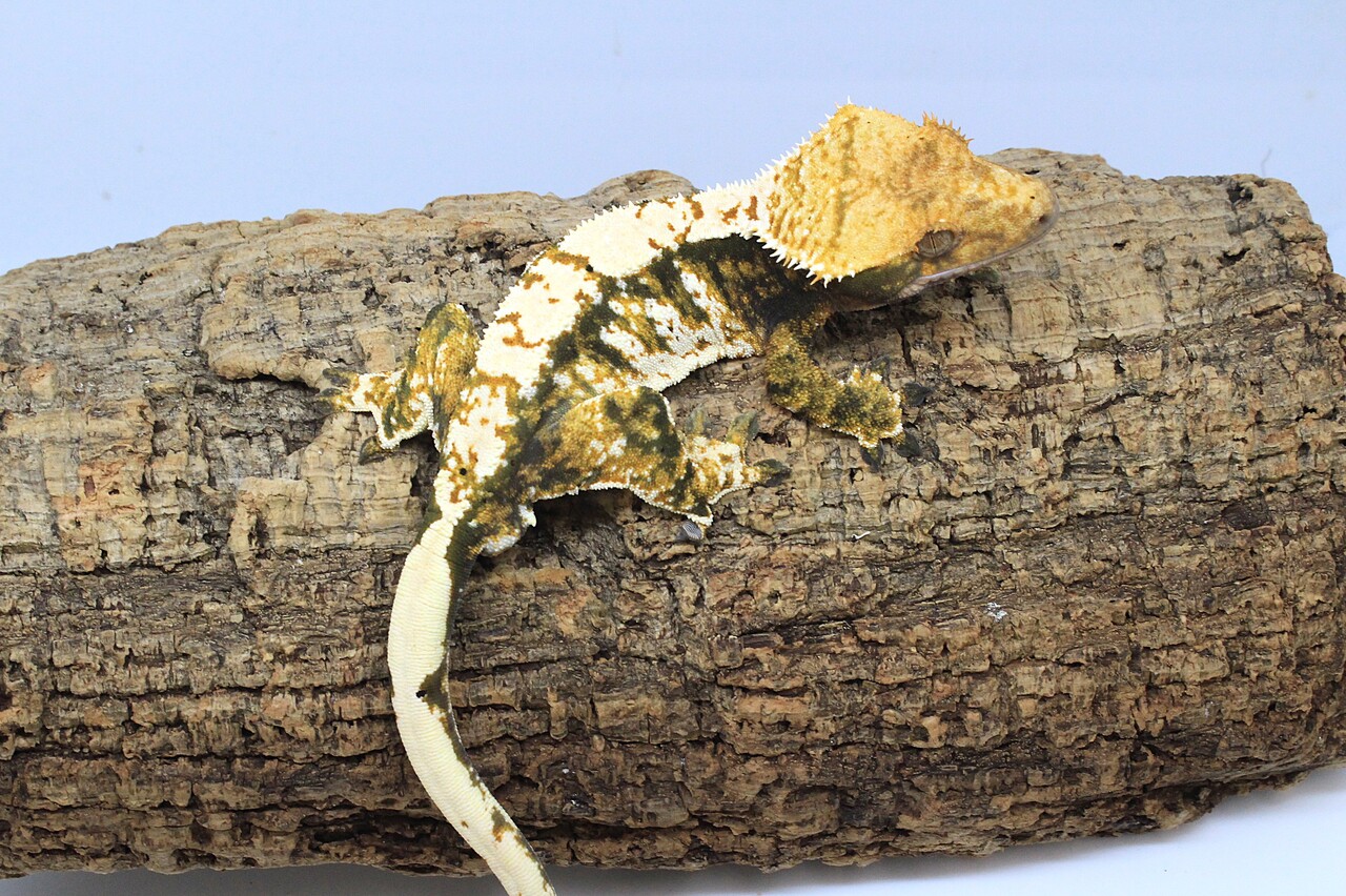 新入荷】クレステッドゲッコー : 爬虫類クラブJ新潟店