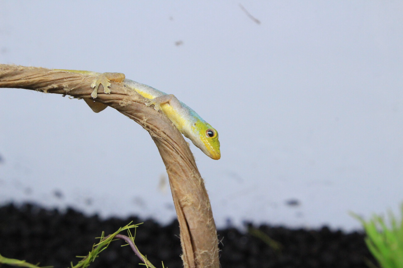 新入荷】緑のヤモリと黒のヤモリ : 爬虫類クラブJ新潟店