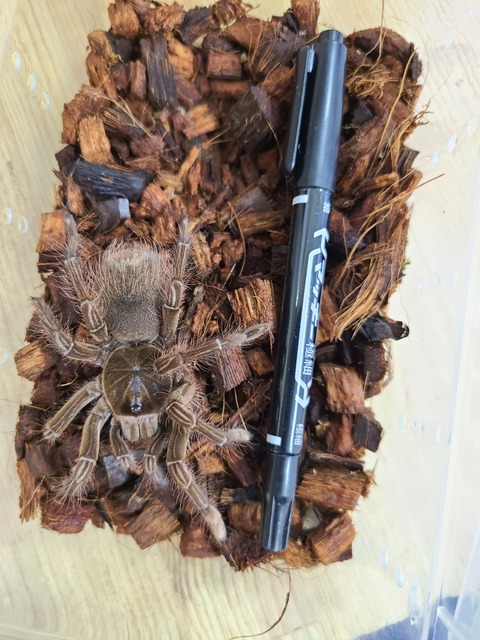 タランチュラ　奇蟲 最終♂】Thrixopelma cyaneolumタランチュラ LS6cm程 ムカデ