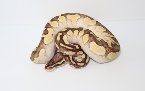 20241205130213_IMG_5052~2