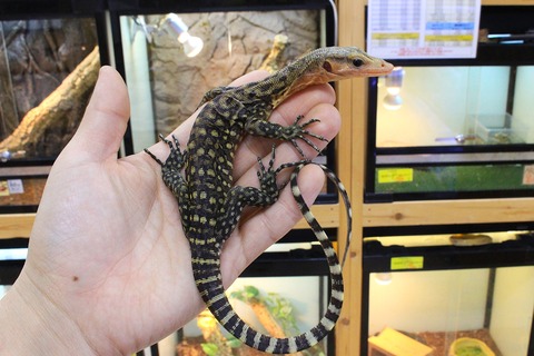 IMG_8113