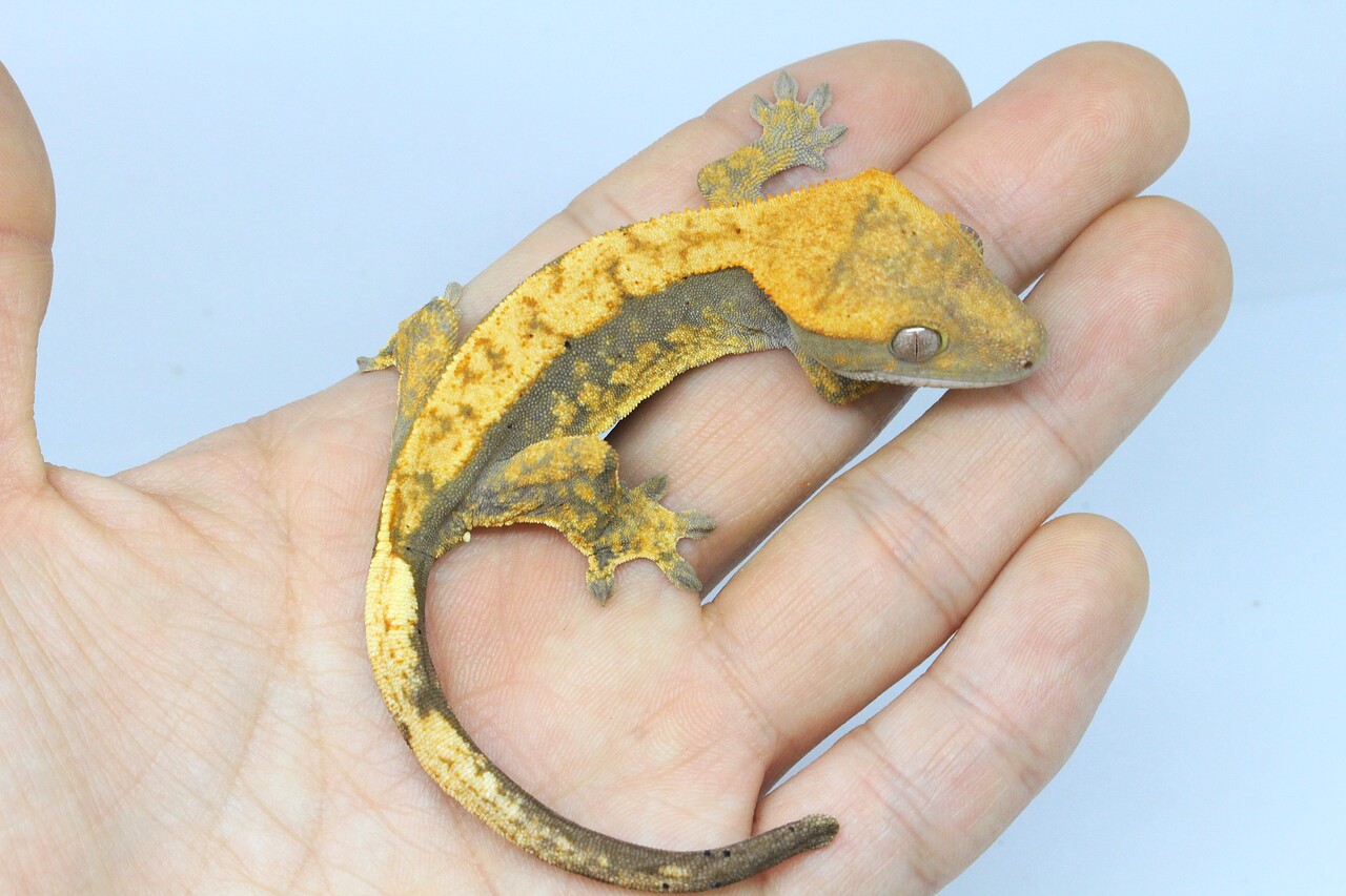 新入荷】クレステッドゲッコー : 爬虫類クラブJ新潟店