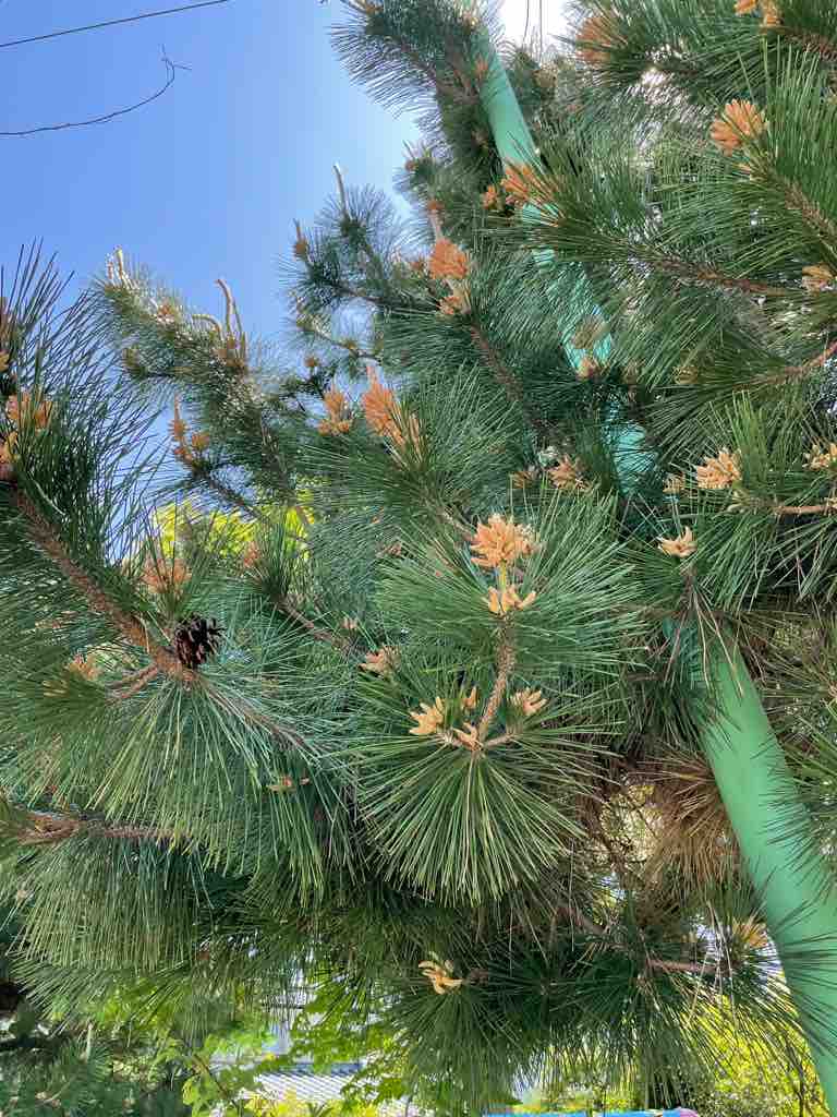 中１理科 新潟高 新潟南進学専門 黎明館ブログin新潟西区