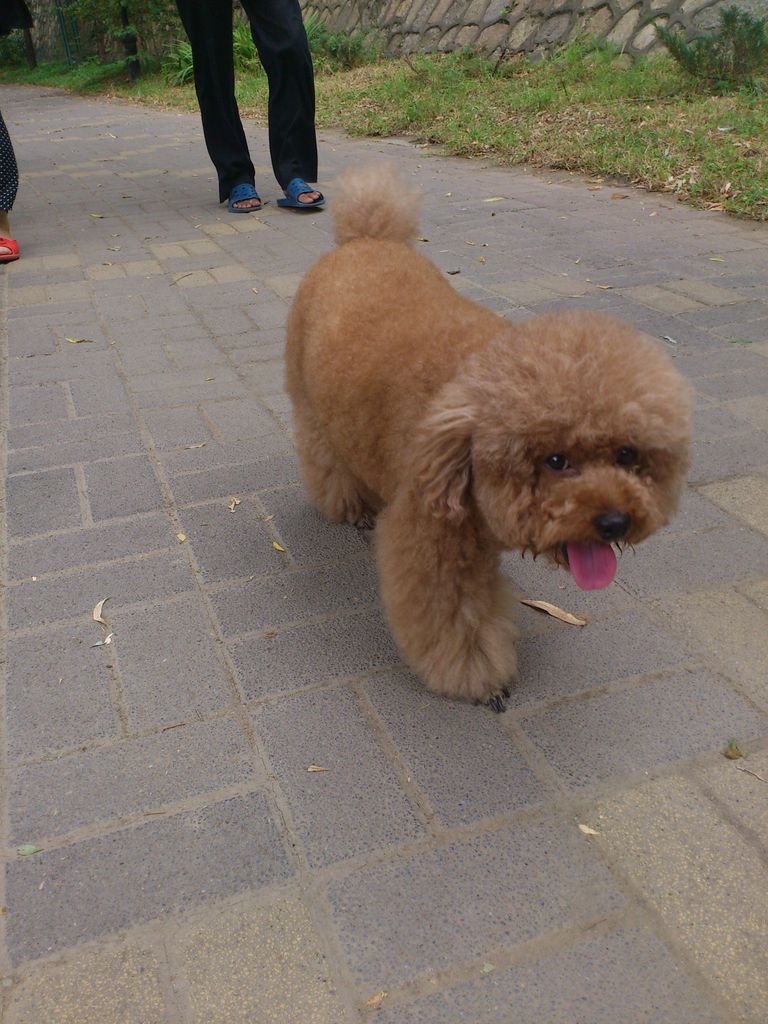 北京の犬 その1 北京ニーハオ通信 北京の犬 その1 北京ニーハオ通信
