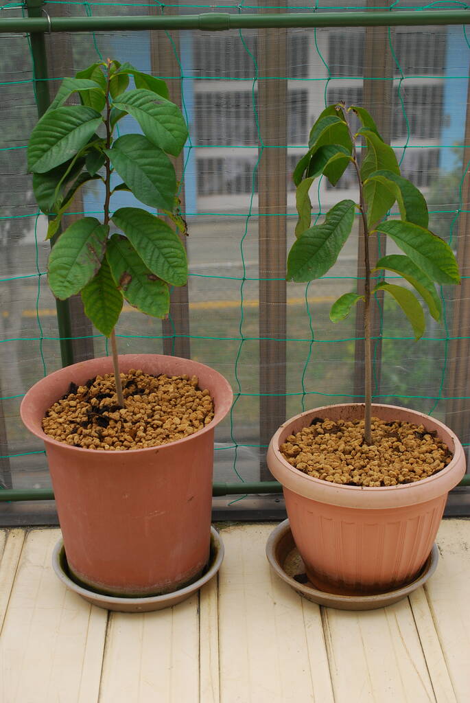 ポポーを植えました V V クラインガルテン新野高原のブログ