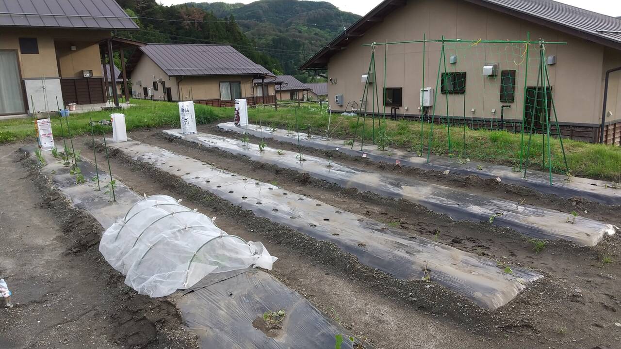 畑とツバメさん クラインガルテン新野高原のブログ