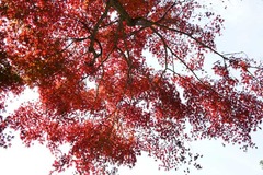 101201鎌倉宮紅葉2