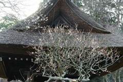100123東慶寺ウメ2