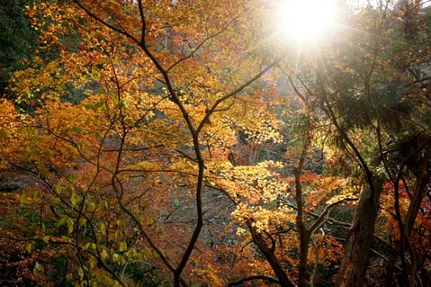 110105̯�ܻ�����