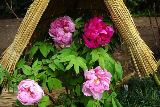 190115�ᲬȬȨ�ܥܥ���2